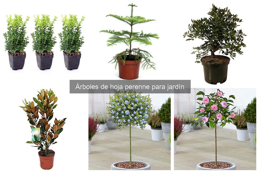 ¿Qué son los árboles de hoja perenne? Características y tipos