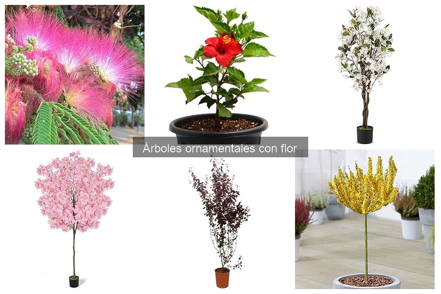 ¿Qué son los árboles ornamentales con flor? Características y Uso