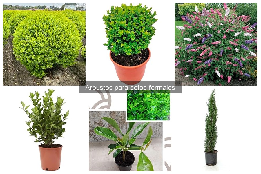 ¿Qué son los arbustos para setos formales? Características