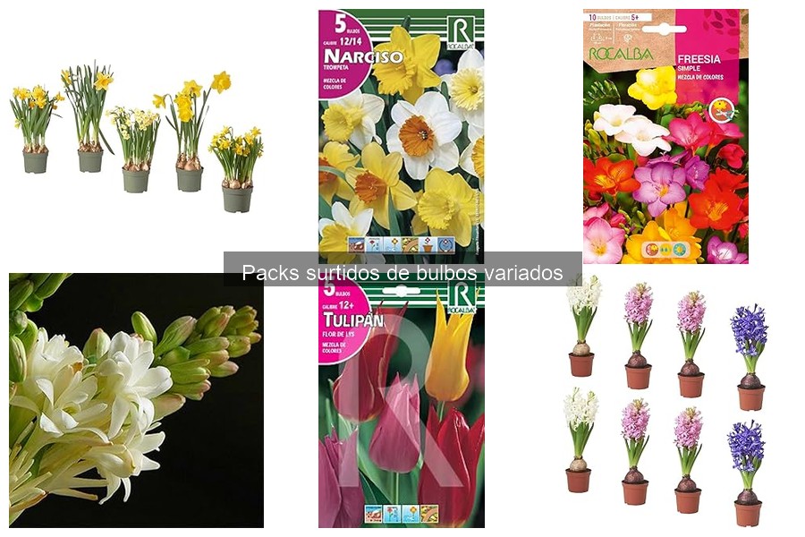 ¿Qué son los bulbos de flores? Clasificación y tipos