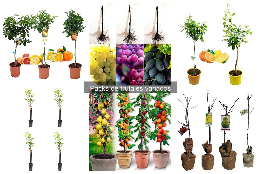 ¿Qué son los packs de frutales variados? Descubre sus características
