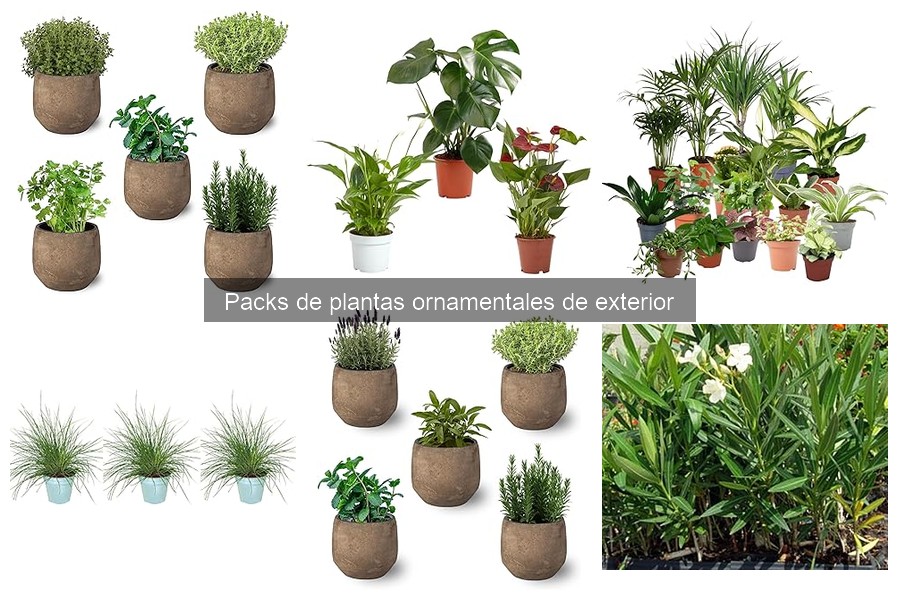 ¿Qué Son los Packs de Plantas Ornamentales de Exterior?