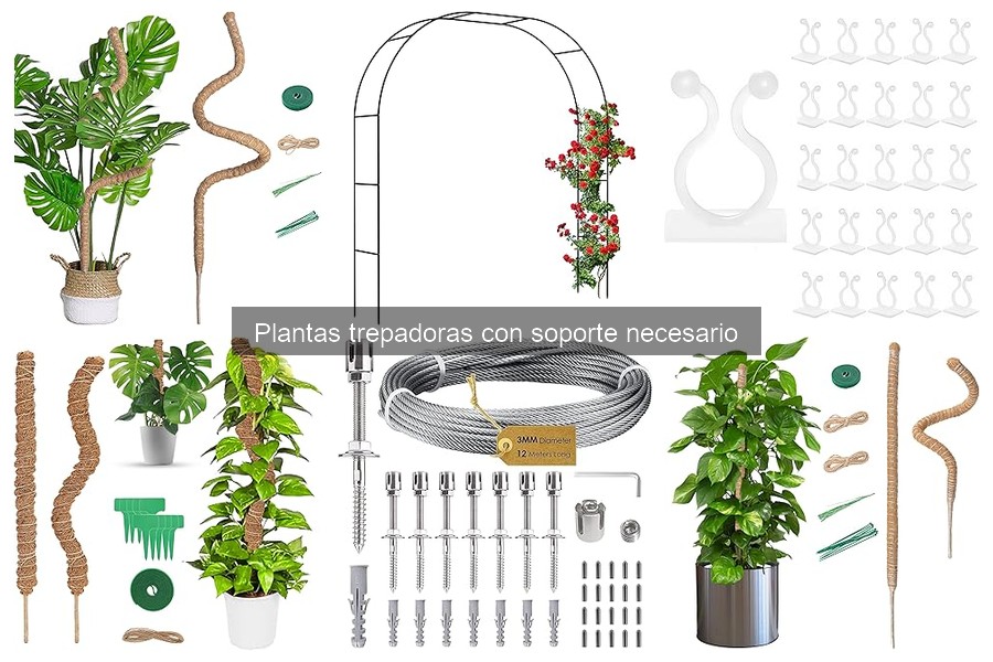 ** Requerimientos de Luz y Espacio para Plantas Trepadoras