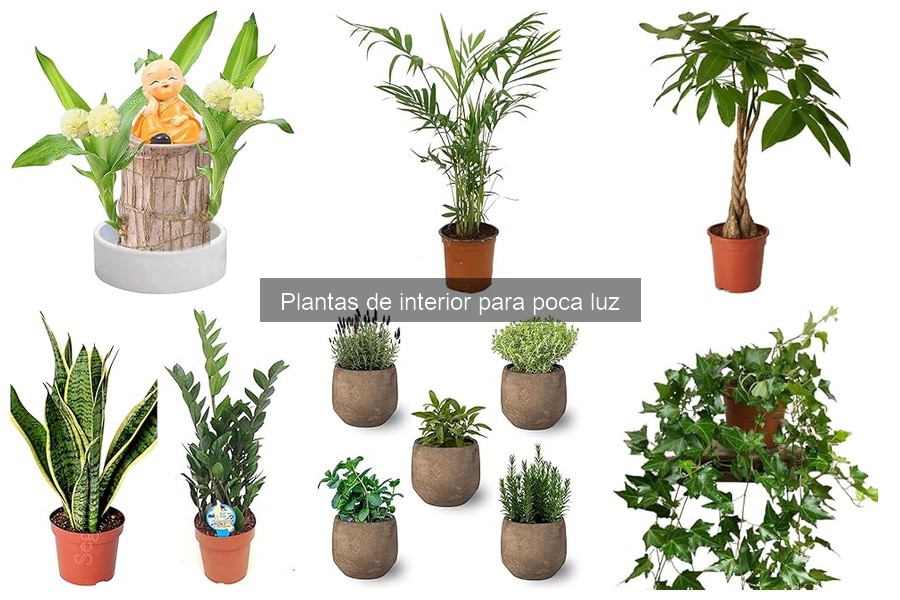 Señales de Salud en Plantas de Interior para Baja Luz