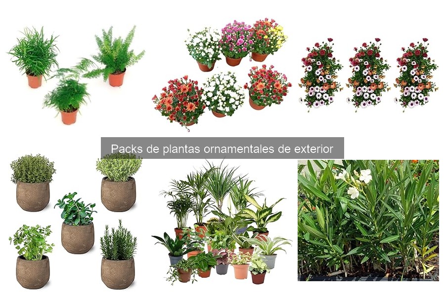 Soluciones si tus plantas ornamentales de exterior no crecen