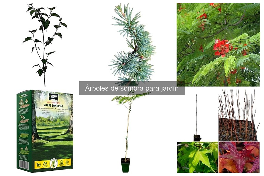 Tamaño adecuado de árboles de sombra para tu jardín
