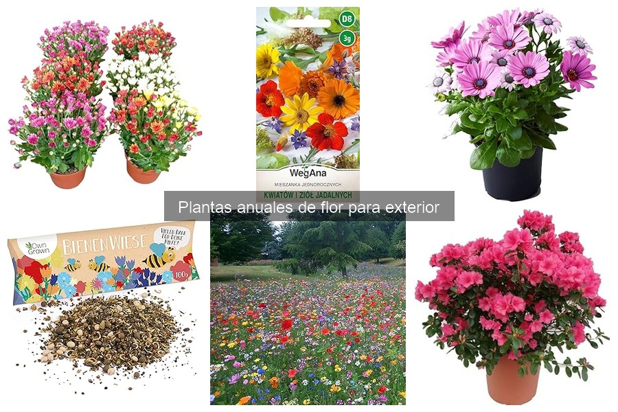 Temporada Ideal para Plantar Anuales de Flor en Exterior