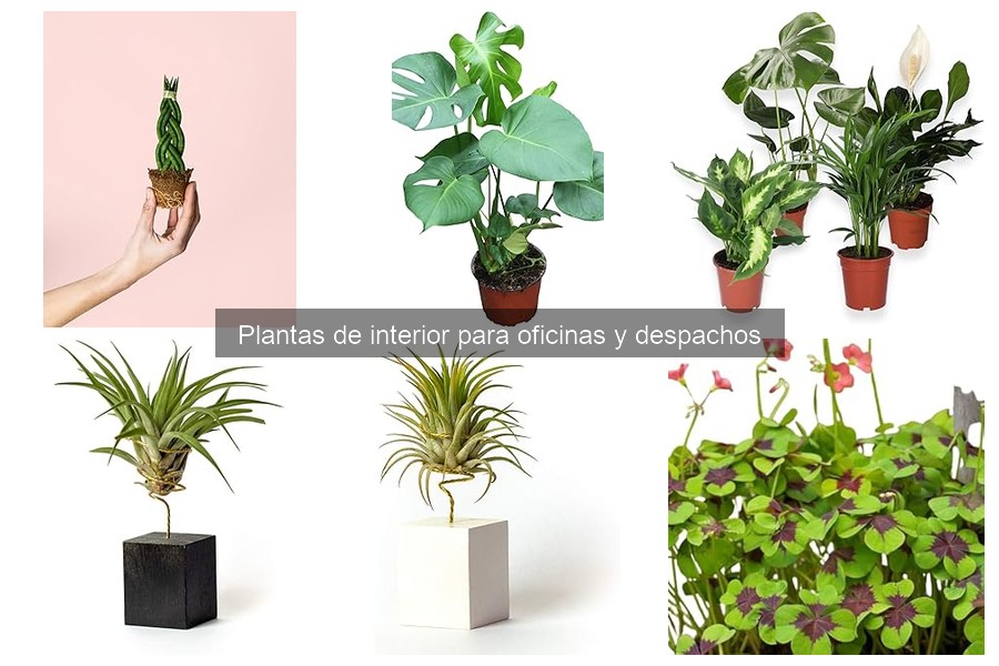 Tendencias 2023 en Decoración de Oficinas con Plantas