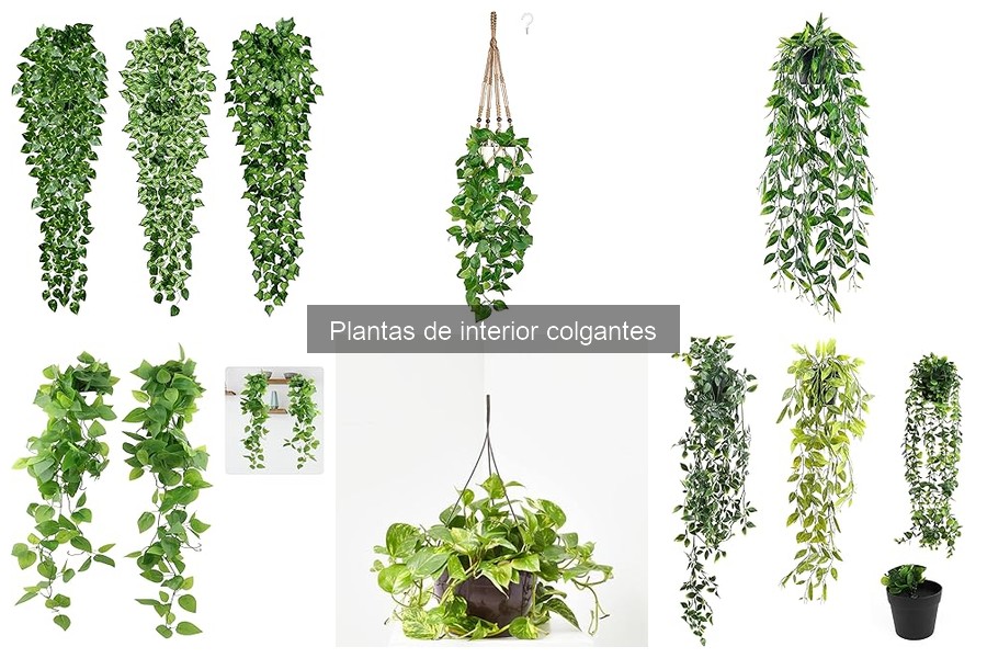 Tendencias en Decoración con Plantas Colgantes para el Hogar