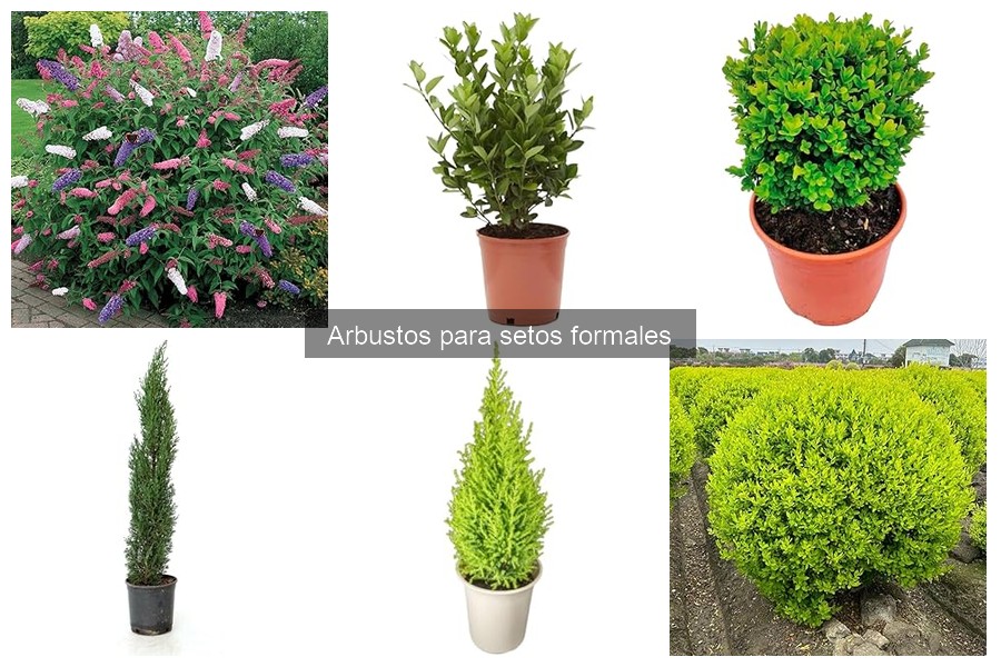 Tendencias en setos formales con arbustos en 2023