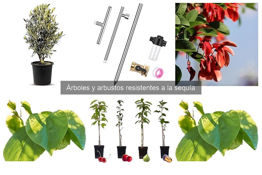 Testimonios de jardineros sobre árboles resistentes a la sequía