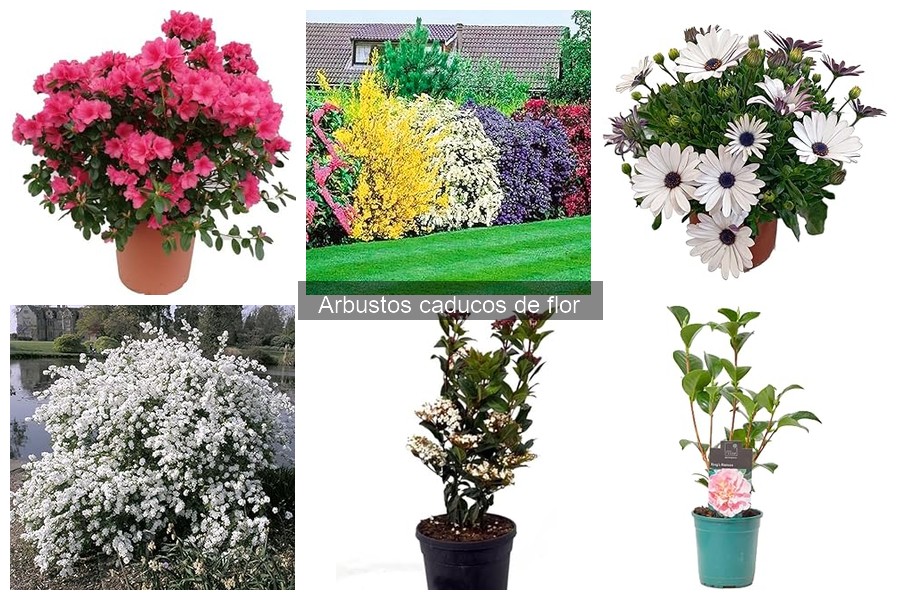 Tipos de arbustos caducos de flor para tu jardín