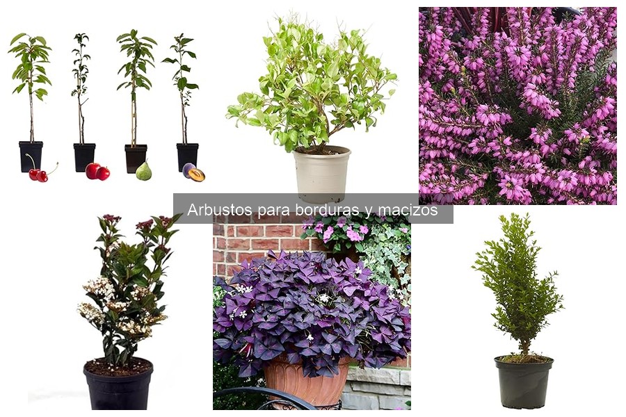Tipos de arbustos para borduras según el clima