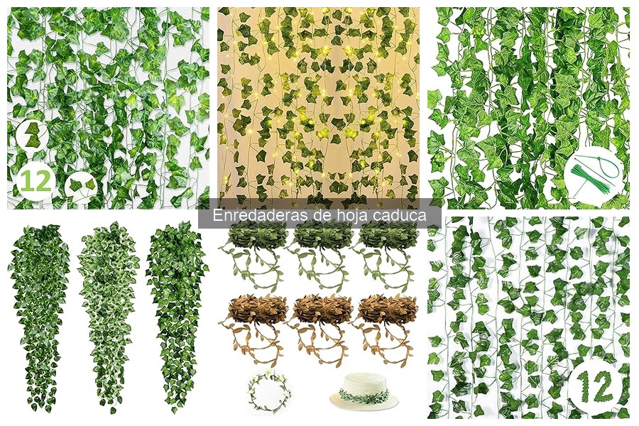 Tipos de enredaderas de hoja caduca para tu jardín