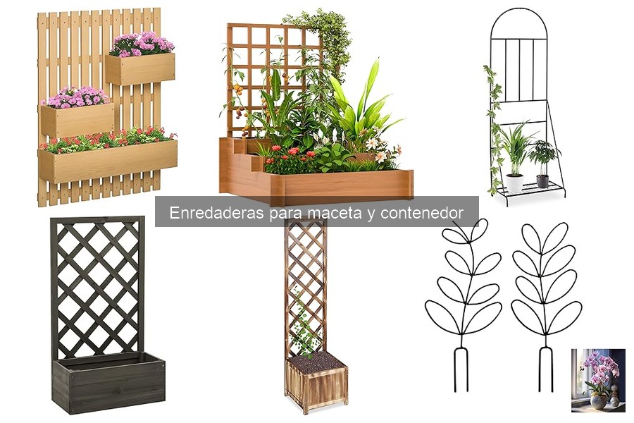 Tipos de enredaderas ideales para macetas y contenedores