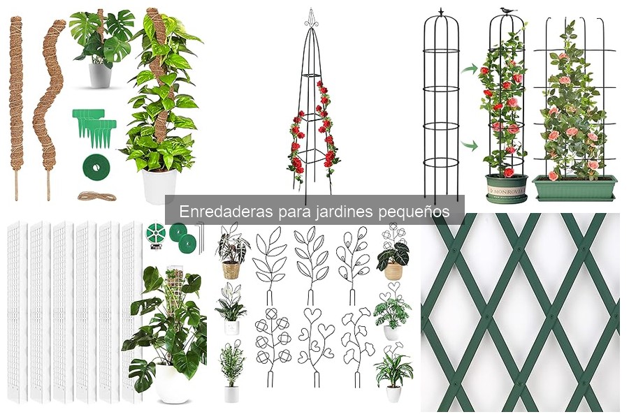 Tipos de enredaderas para jardines pequeños: guía práctica