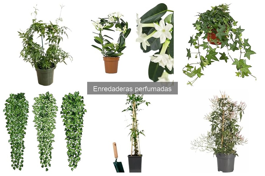 Tipos de enredaderas perfumadas para tu jardín