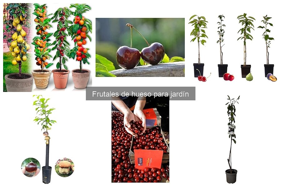 Tipos de frutales de hueso para cultivar en tu jardín