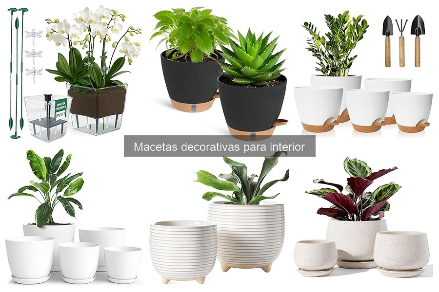 Tipos de macetas decorativas para interior: guía completa