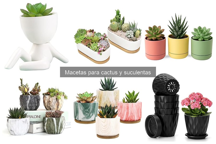 Tipos de macetas para cactus y suculentas: Guía completa