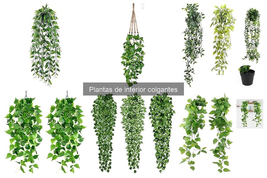 Tipos de Plantas Colgantes para Interior y sus Cuidados