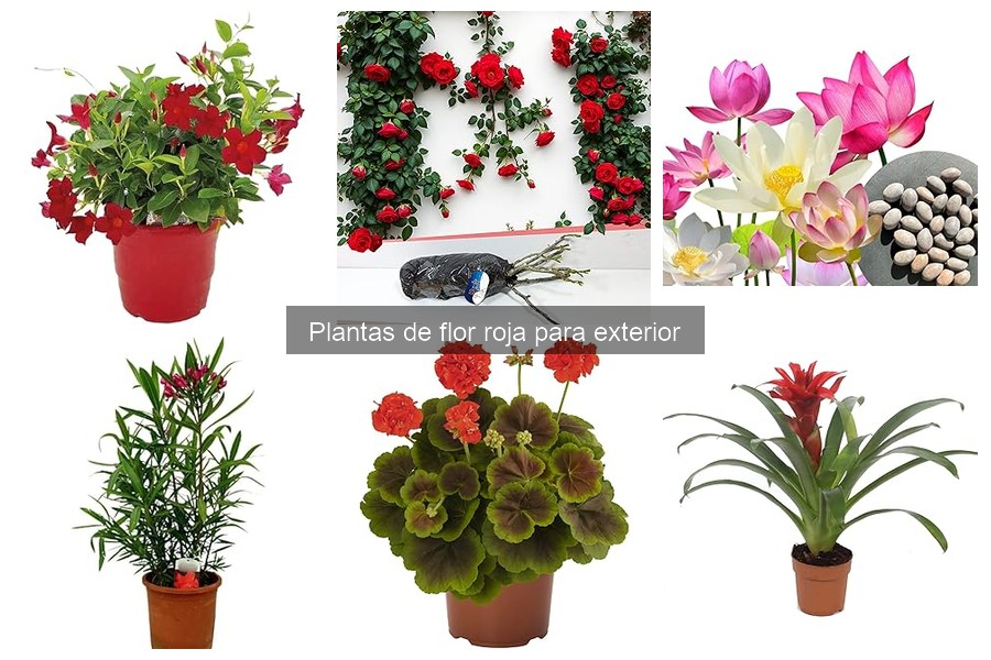Tipos de Plantas de Flor Roja para Exterior: Guía Completa