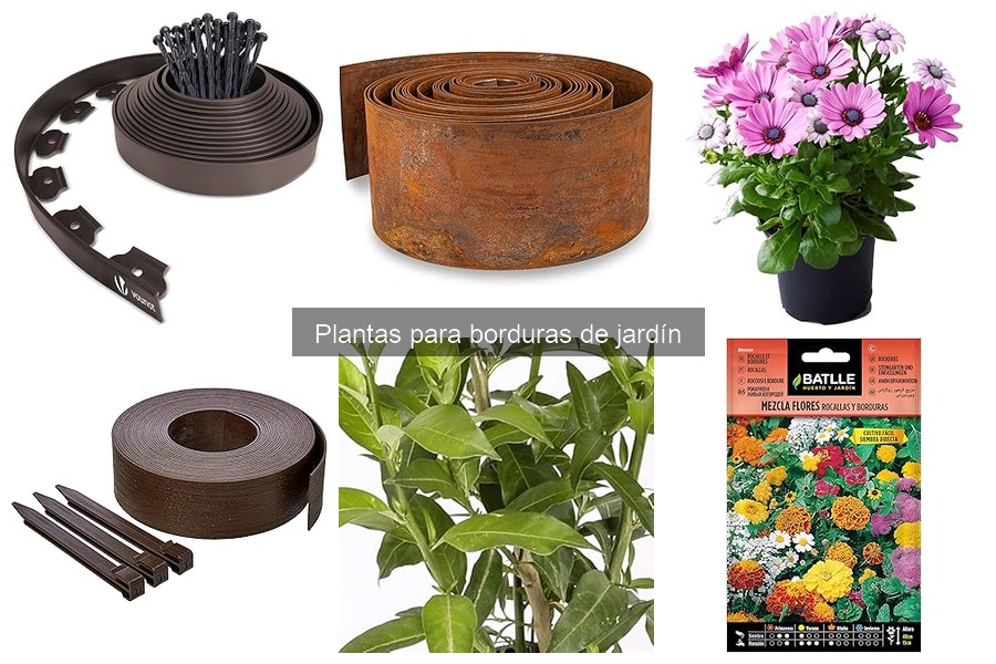 Tipos de plantas ideales para borduras de jardín