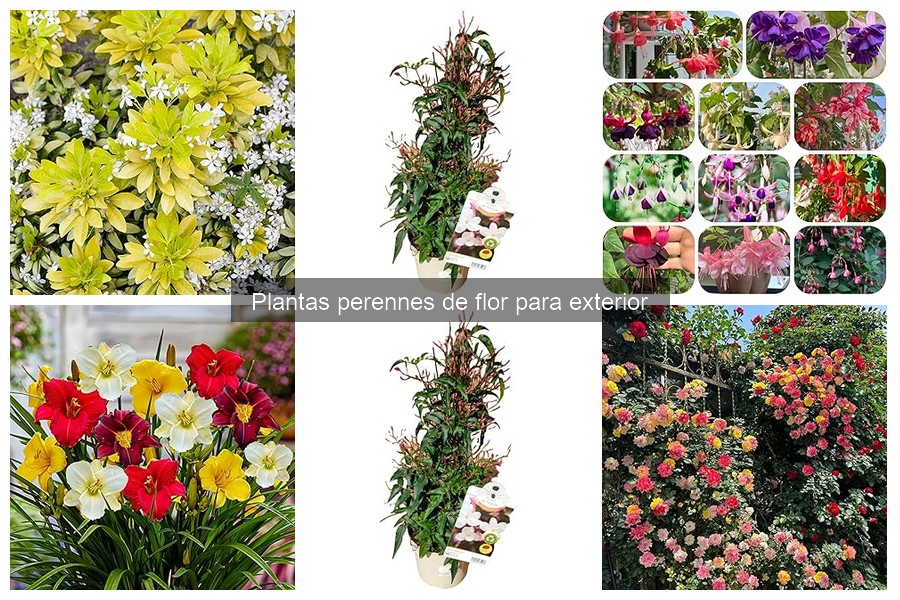 Tipos de plantas perennes de flor para exterior