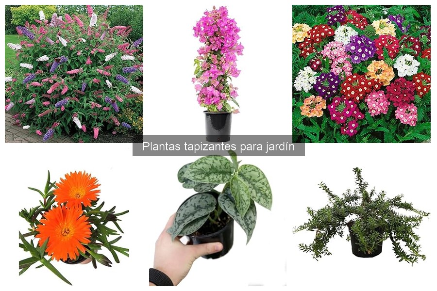 Tipos de plantas tapizantes para jardines según su uso