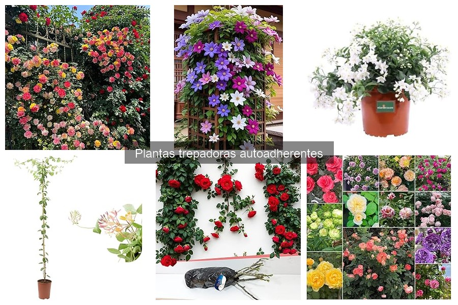 Tipos de plantas trepadoras autoadherentes para tu jardín