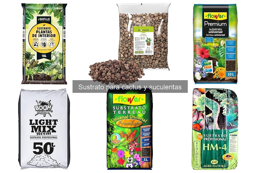 Tipos de sustratos para cactus y suculentas | Guía completa