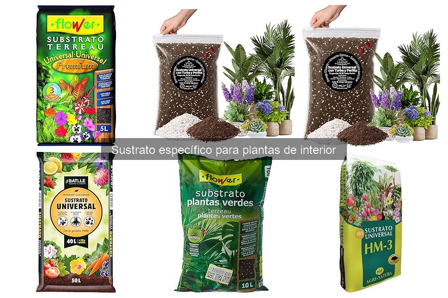 Tipos de sustratos para plantas de interior: guía completa