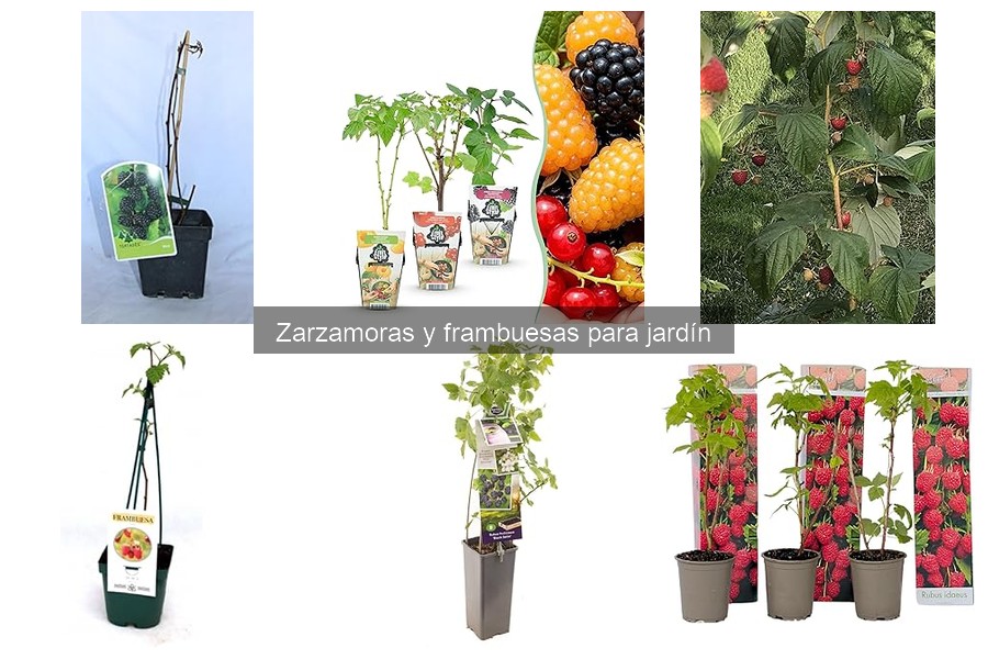 Tipos de zarzamoras y frambuesas ideales para tu jardín