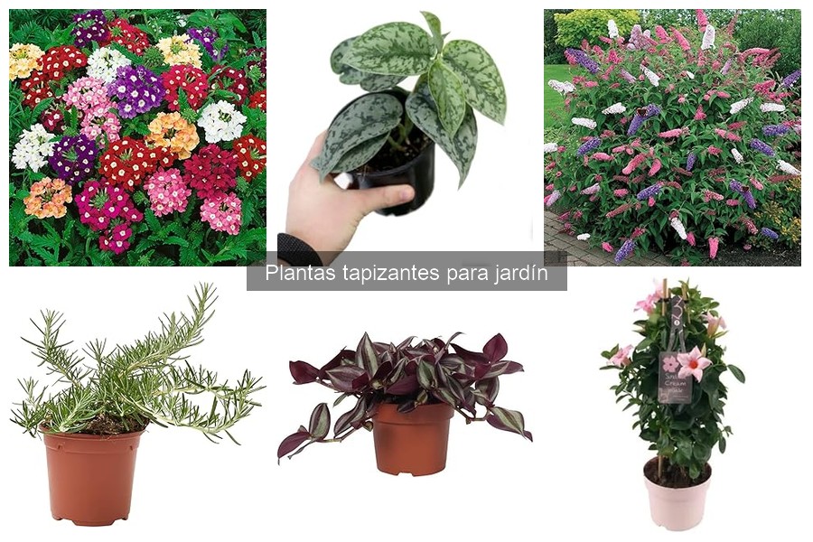 Uso creativo de plantas tapizantes en jardines verticales