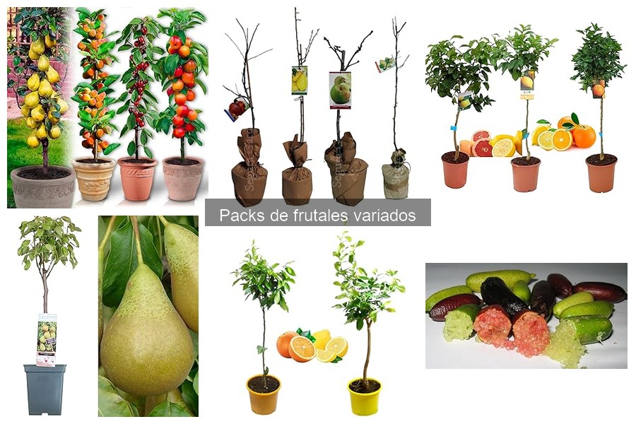 Ventajas de Comprar Packs de Frutales Variados para tu Jardín