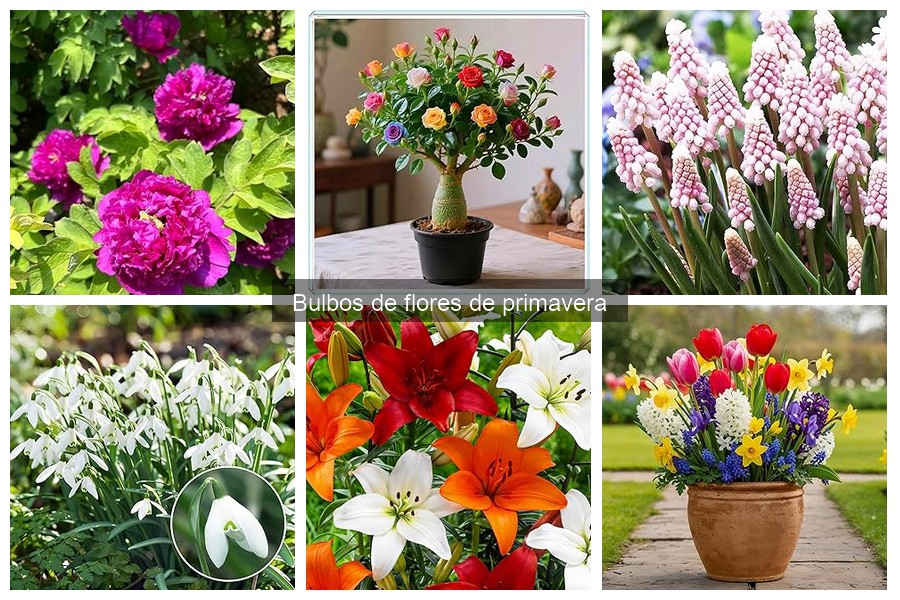 Ventajas de cultivar bulbos de flores de primavera en tu jardín
