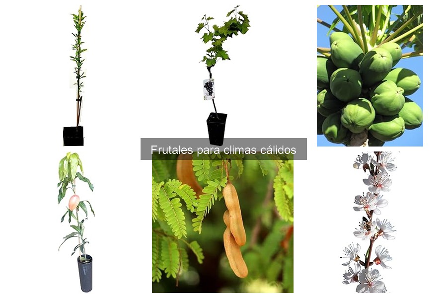 Ventajas de cultivar frutales en climas cálidos