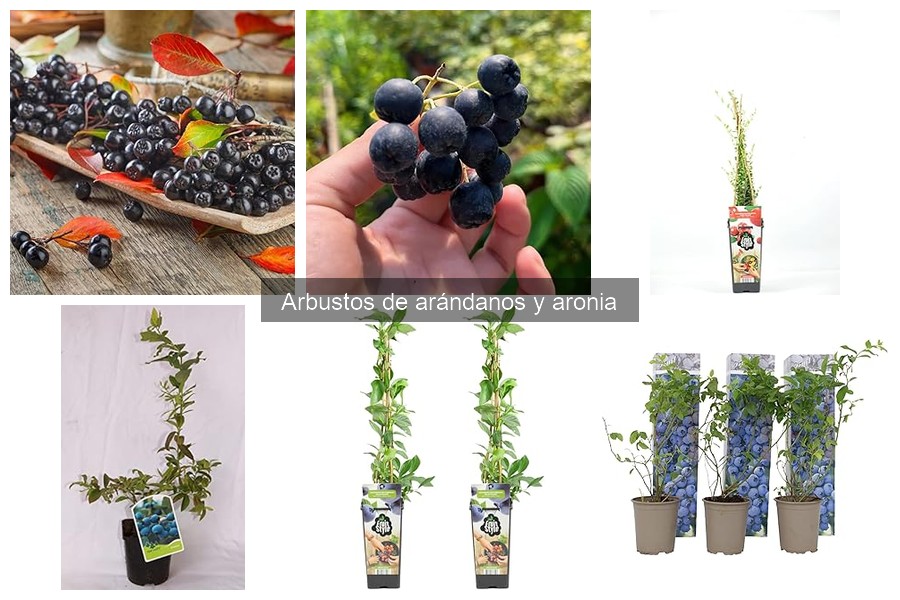 Ventajas de la aronia sobre el arándano en tu jardín
