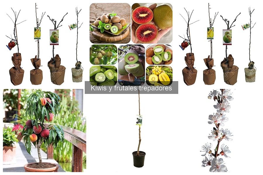Ventajas de los frutales trepadores para tu jardín
