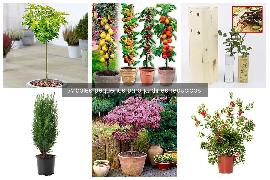 Ventajas de plantar árboles pequeños en jardines reducidos