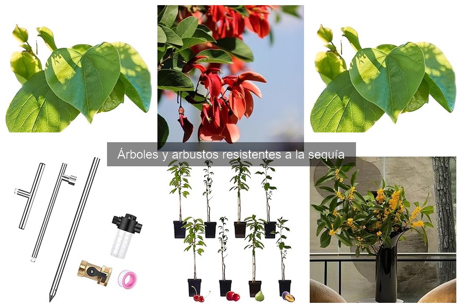Ventajas de Plantar Árboles y Arbustos Resistentes a la Sequía