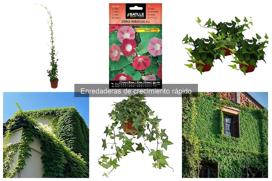 Ventajas de Plantar Enredaderas de Crecimiento Rápido