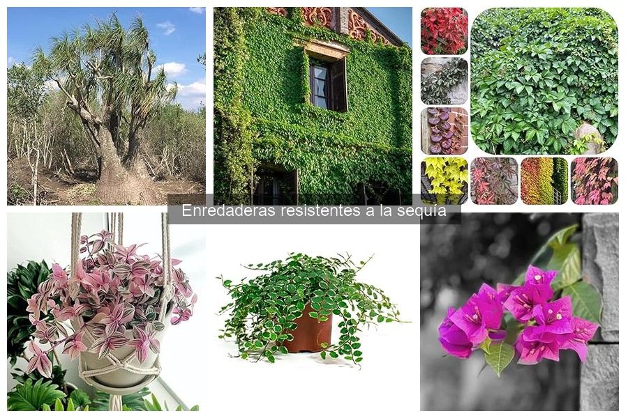 Ventajas de Plantar Enredaderas Resistentes a la Sequía
