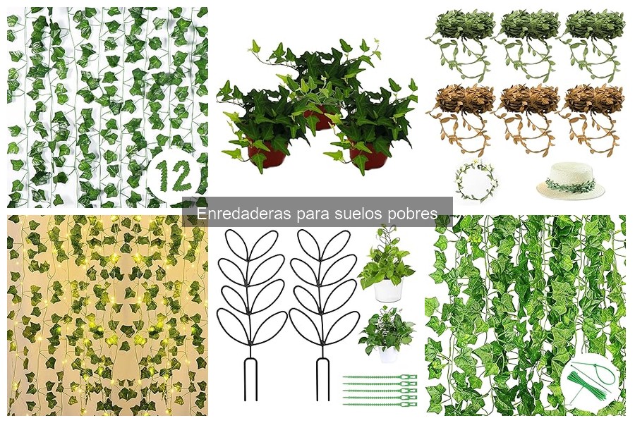 Ventajas de usar enredaderas en suelos pobres para tu jardín
