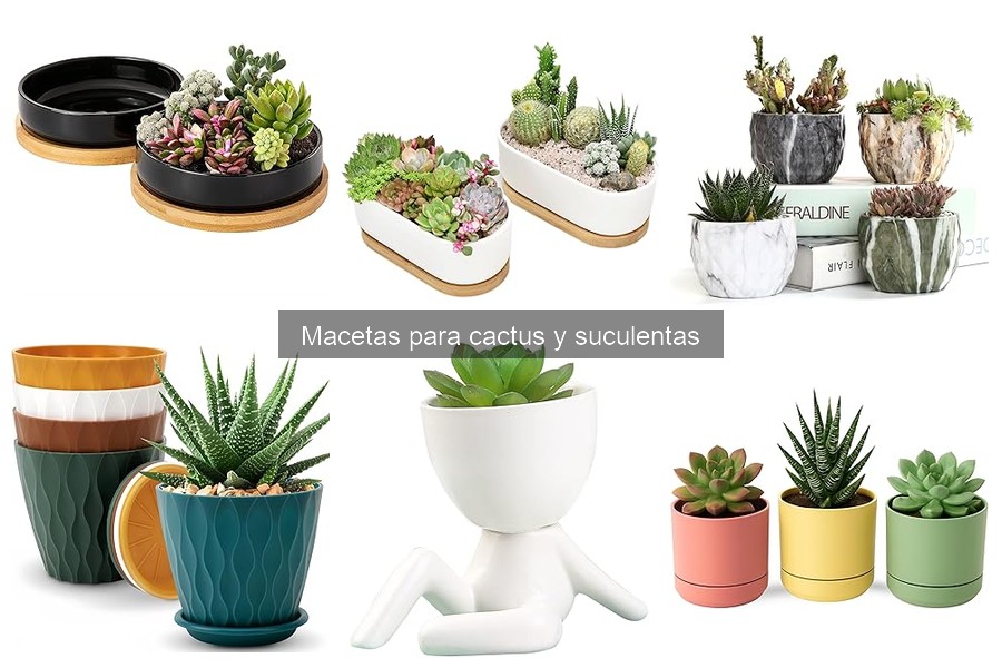 Ventajas de Usar Macetas Específicas para Cactus