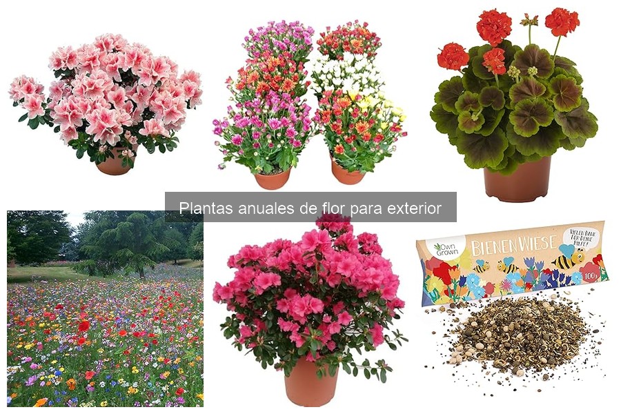 Ventajas de usar plantas anuales en el jardín