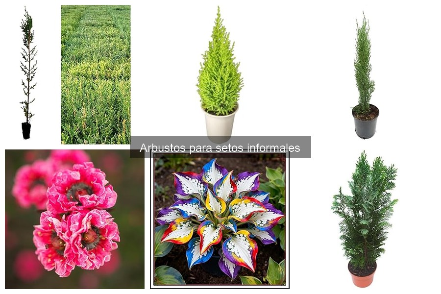 Ventajas y desventajas de arbustos para setos informales
