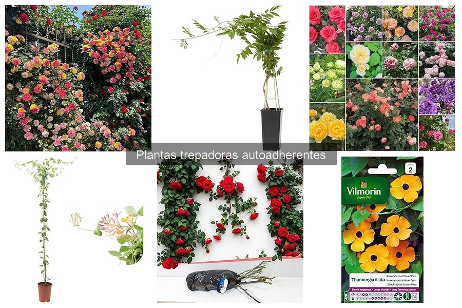 Ventajas y Desventajas de las Plantas Trepadoras Autoadherentes