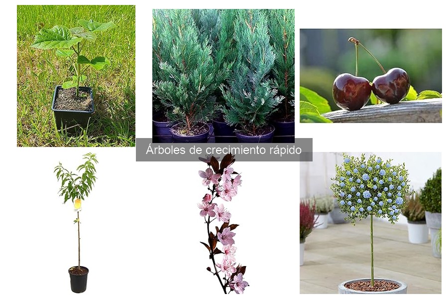Ventajas y desventajas de los árboles de crecimiento rápido