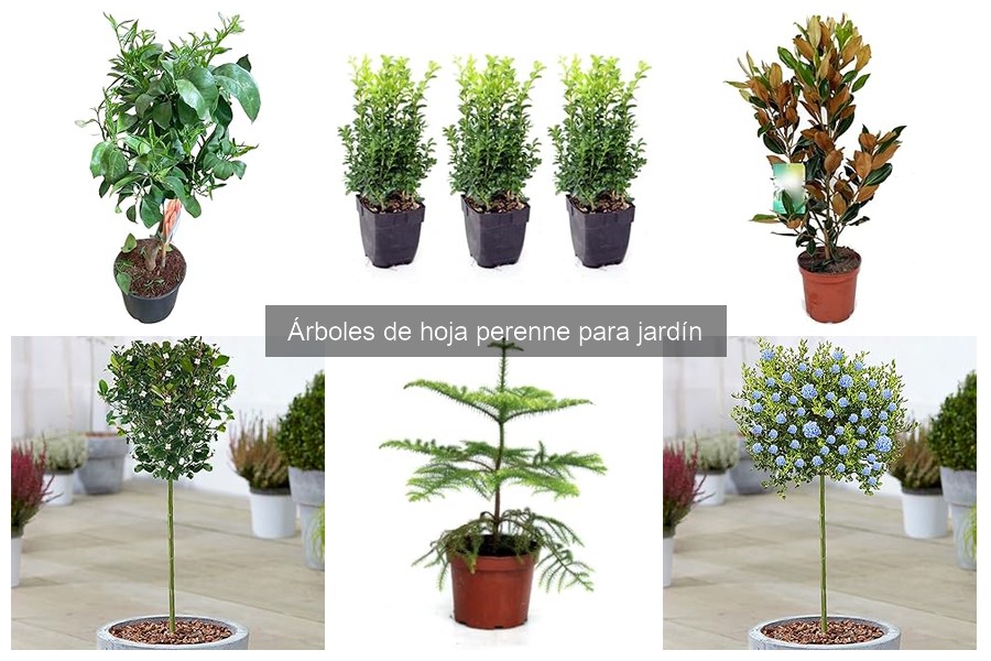 Ventajas y Desventajas de los Árboles de Hoja Perenne